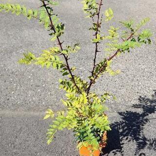 盆栽　植物　寄せ植え