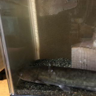 ナマズ、水槽一式セット（決まりました］