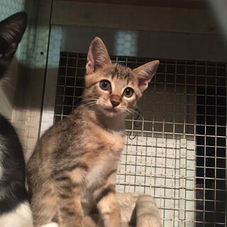 【里親募集】大人しいキジトラちゃん