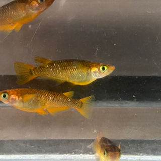 黒龍姫×雷切2ペアの画像