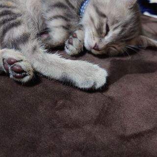 まだ、一ヶ月半の仔猫
