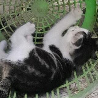 子猫女の子