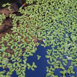 🌱浮草🌱ありませんか？