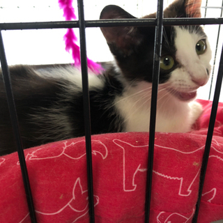 推定3ヶ月白黒子猫