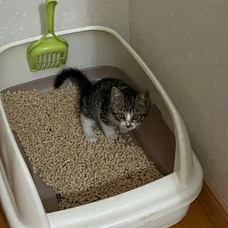 生後3ヶ月位　キジ白好きな方❗性格はとても優しい甘えん坊なキジ白ちゃん【12/26(日曜日)🌟譲渡会🌟】 − 福岡県