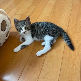 生後3ヶ月位　キジ白好きな方❗性格はとても優しい甘えん坊なキジ白ちゃん【12/26(日曜日)🌟譲渡会🌟】 - 猫