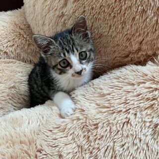 生後3ヶ月位　キジ白好きな方❗性格はとても優しい甘えん坊なキジ白ちゃん【12/26(日曜日)🌟譲渡会🌟】 - 久留米市