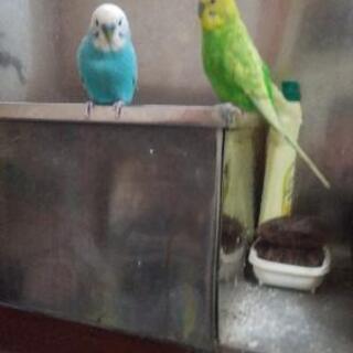 セキセイインコ２羽差し上げます。引っ越し先がペット不可の為飼い続...