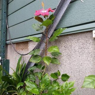 ハイビスカス斑入りピンク系の画像