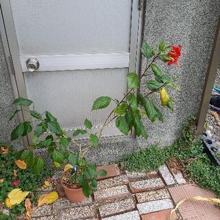 ハイビスカス赤