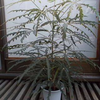 観葉植物　アラレア　現在取引中！