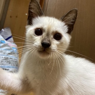 生後3ヶ月の子猫の里親募集中！