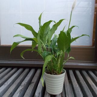観葉植物　スパティフィラム　現在取引中！