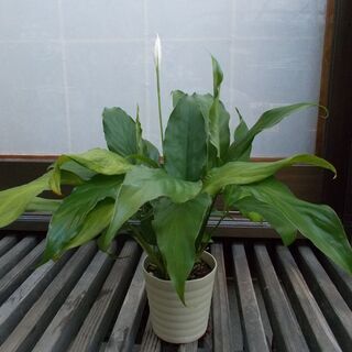 観葉植物　スパティフィラム　現在取引中！の画像