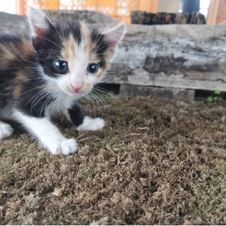 生後１ヶ月くらいの三毛猫 メス 里親募集
