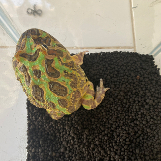 ツノガエル