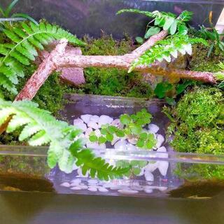 自然の中の飼育箱（フラットタイプ）、苔テラリウム、ビバリウム、ア...