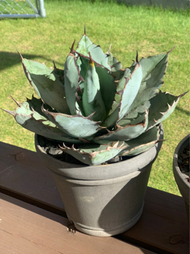 アガベ　チタノタ　ブラック&ブルー