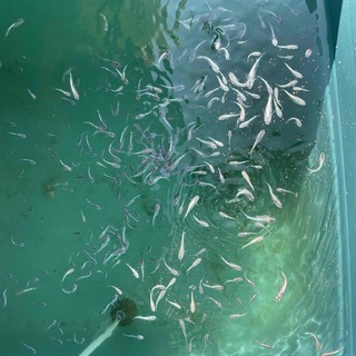 ☆幹之メダカ　成魚1匹100円　まとめ割りございます。