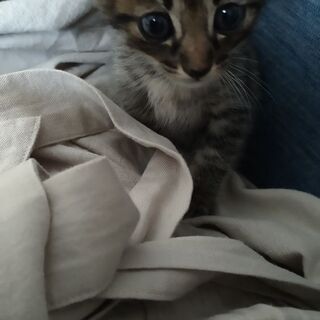 赤ちゃん猫の里親さんを募集しますฅ
