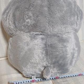 ハムコロの生活の画像
