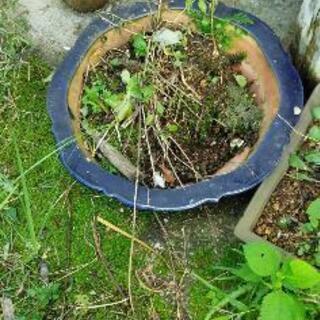 あげます　植木鉢　中古