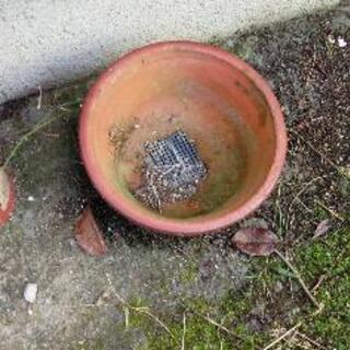 あげます　植木鉢　中古の画像