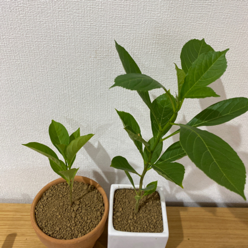 バオバブの苗木2本＋流木二つセット