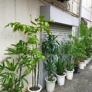 ❤激安!　観葉植物　多数あります。の画像