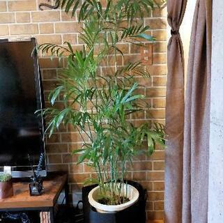 ❤激安!　観葉植物　多数あります。の画像