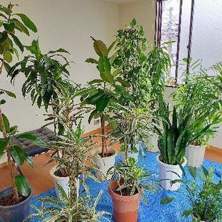 ❤激安!　観葉植物　多数あります。の画像