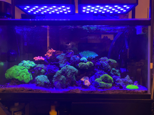 ブラックボックス 2個セット　160w タイマー付き