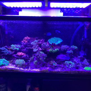 ブラックボックス 2個セット 160w タイマー付き