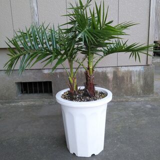 フェニックス・レクリナータ（セネガルヤシ）②　２本立ての画像