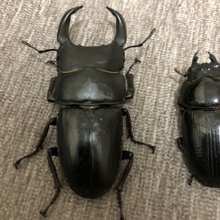 能勢YG オオクワガタ　ペア　77.2×50.0 新成虫の画像