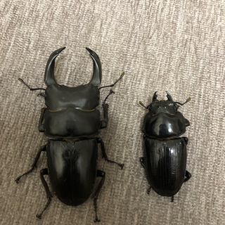 能勢YG オオクワガタ　ペア　77.2×50.0 新成虫の画像