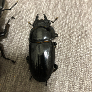 能勢YG オオクワガタ　ペア　77.2×50.0 新成虫の画像