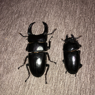 能勢YG オオクワガタ　ペア　77.2×50.0 新成虫