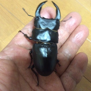 セット販売オオクワガタ能勢産。オス70ミリ、70ミリ。メス49ミ...