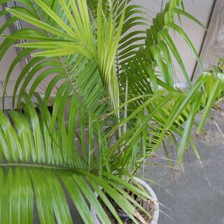 超希少　フェニックス・ルピコラ　１２号鉢の画像