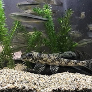 日本淡水魚を飼育したい方、爬虫類の赤ちゃんの餌、フタボシコオロギ...