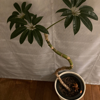 観葉植物