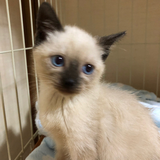 里親決まりました(ビーちゃん)ビー玉みたいなキレイな青い目。元気な男の子。2カ月。 - 猫