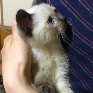 里親決まりました(ビーちゃん)ビー玉みたいなキレイな青い目。元気な男の子。2カ月。 − 福岡県