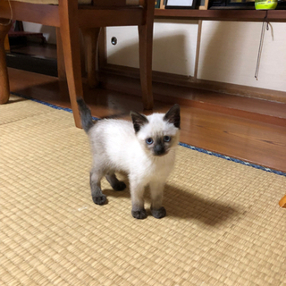 里親決まりました(ビーちゃん)ビー玉みたいなキレイな青い目。元気な男の子。2カ月。 - 里親募集