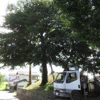 お宮の大木の枝落とし、福岡、ユンボ、格安