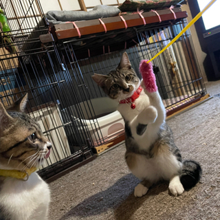 保護猫の親子