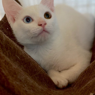 ずっとのお家が決まりました❣️そい♂白猫　推定4ヶ月