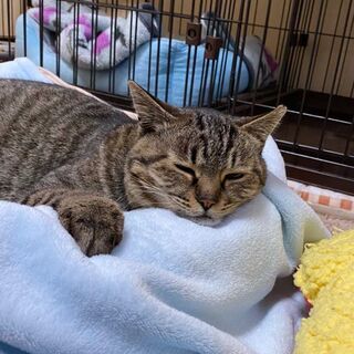 とっても、甘えん坊　猫エイズキャリアの女の子