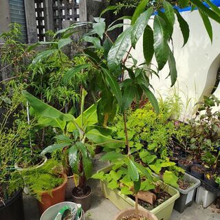 植物【カニステル】1本